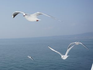 カモメがお見送り
