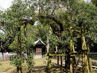 三嶋大社（天然記念物のキンモクセイの木）