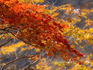 蔵王の紅葉