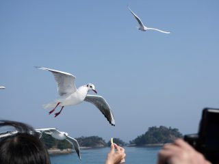 熊本フェリー（カモメにえびせん）