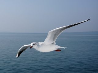 熊本フェリー（カモメ）