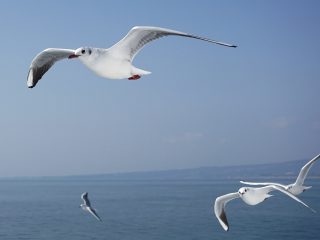 熊本フェリー（カモメ）