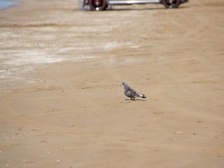千里浜なぎさドライブウェイ（海を眺める鳩）