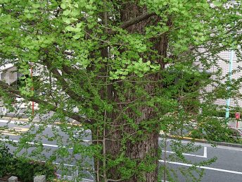 境内の大きないちょうの木（鳩森八幡神社）