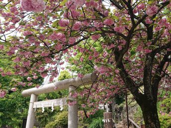八重桜と富士塚の鳥居（鳩森八幡神社）