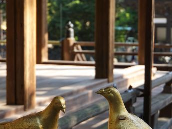 金色の鳩（日牟禮八幡宮）