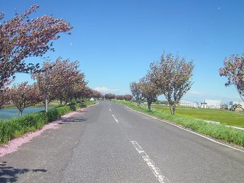 平田靱負ロードの八重桜