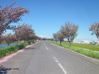 平田靱負ロードの八重桜