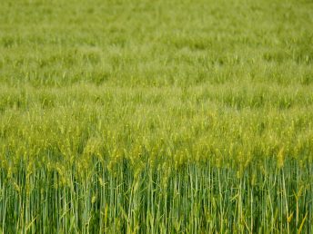 香川の小麦畑