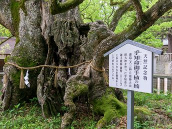 乎知命御手植の楠（大山祇神社）