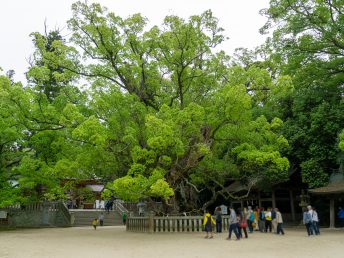 乎知命御手植の楠（大山祇神社）