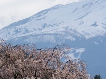 垂れ桜と御嶽山
