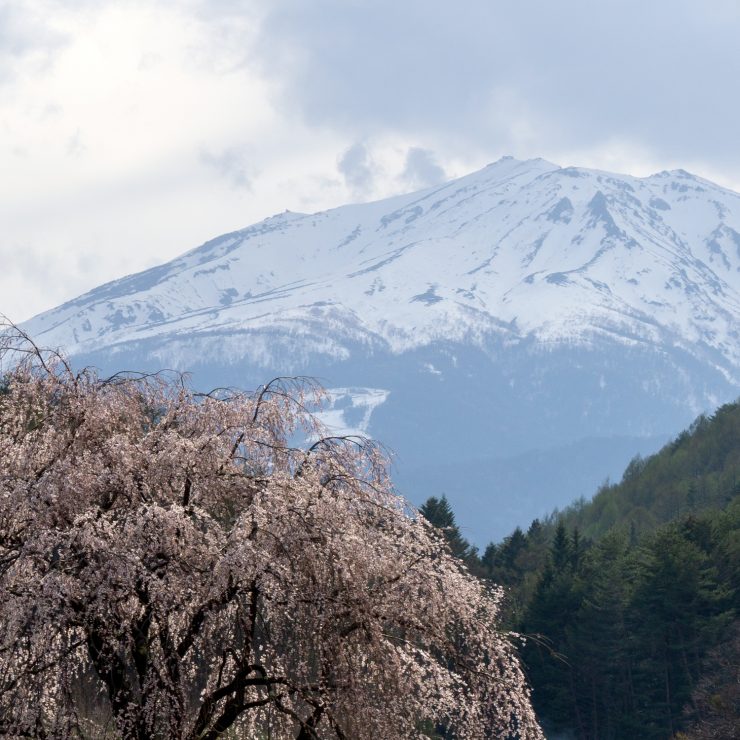 御嶽山と枝垂桜