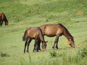 ずっと食事中の野生馬