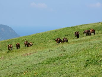 遠くにたくさんの野生馬