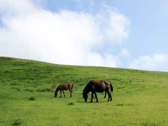 空と丘と馬と