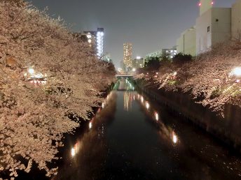 目黒川の桜