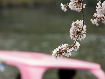 井の頭公園（ボートを撫でる）