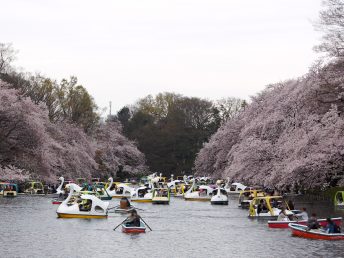 井の頭公園（桜とボート）