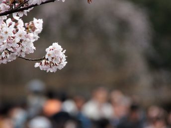 井の頭公園（あふれる花見客）