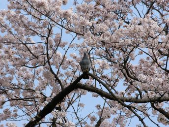 花見鳩？