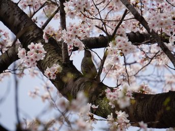 花蜜を吸うヒヨドリ