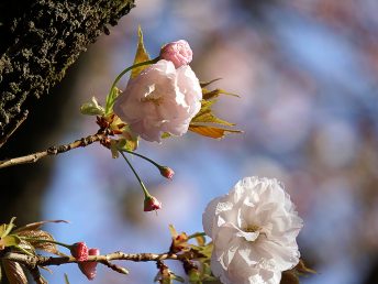 新宿御苑（八重桜）