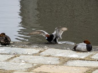 ホシハジロ（浜離宮恩賜公園）