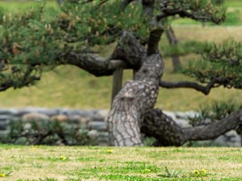 松とツグミ（浜離宮恩賜公園）
