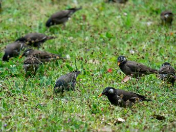 ムクドリの群れ（浜離宮恩賜公園にて）