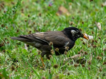 ムクドリ（浜離宮恩賜公園にて）