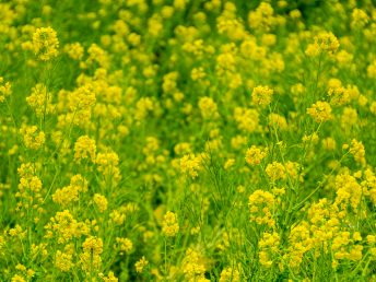 アブラナ（浜離宮恩賜公園にて）