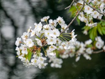 サクラ（浜離宮恩賜公園にて）