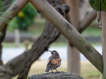 ツグミ（浜離宮恩賜公園にて）
