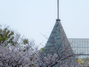銀座の桜