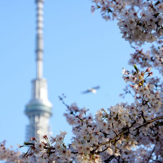 スカイツリーと桜