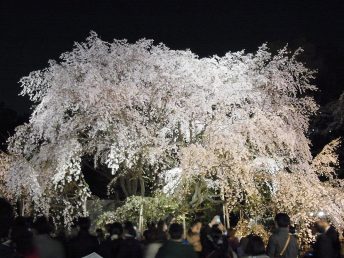 六義園のしだれ桜