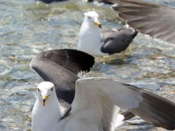 浄土ヶ浜のウミネコ