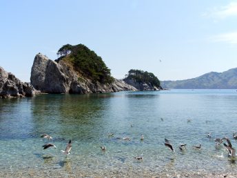 浄土ヶ浜とウミネコ