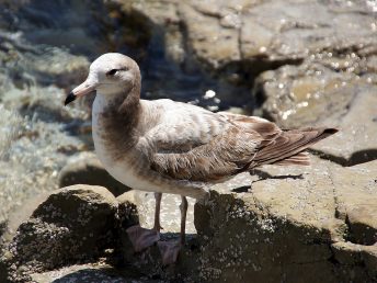 浄土ヶ浜の若いウミネコ