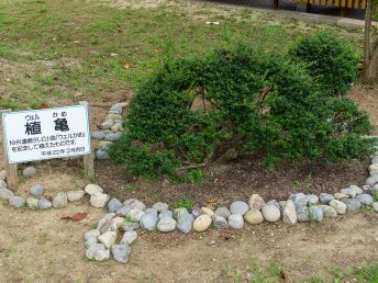 植亀（日和佐駅前）