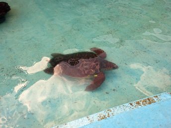 ウミガメ（日和佐うみがめ博物館）