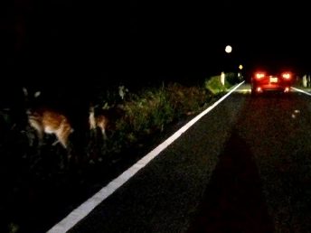 鹿の親子に遭遇