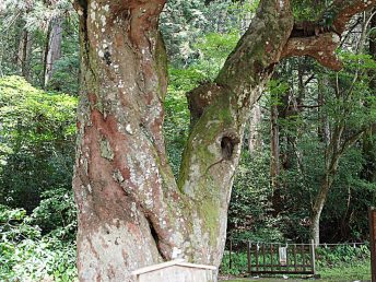 小國神社のひょうの木（縁結びの木）