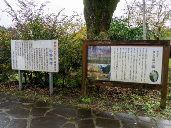 和気公園の藤
