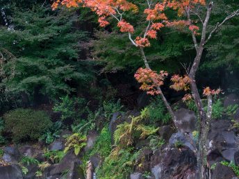 鹿？と紅葉（霧島神宮）