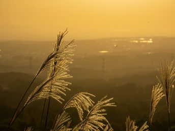 ススキ越しの夕日（展望所）