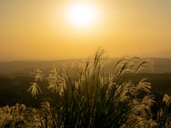 ススキ越しの夕日（展望所）