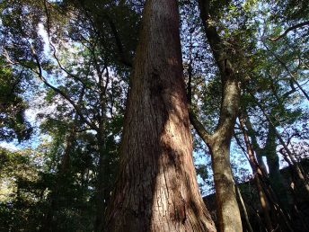 千代大杉（伊勢神宮内宮）