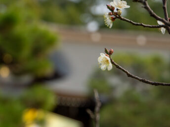 梅の花（松陰神社）